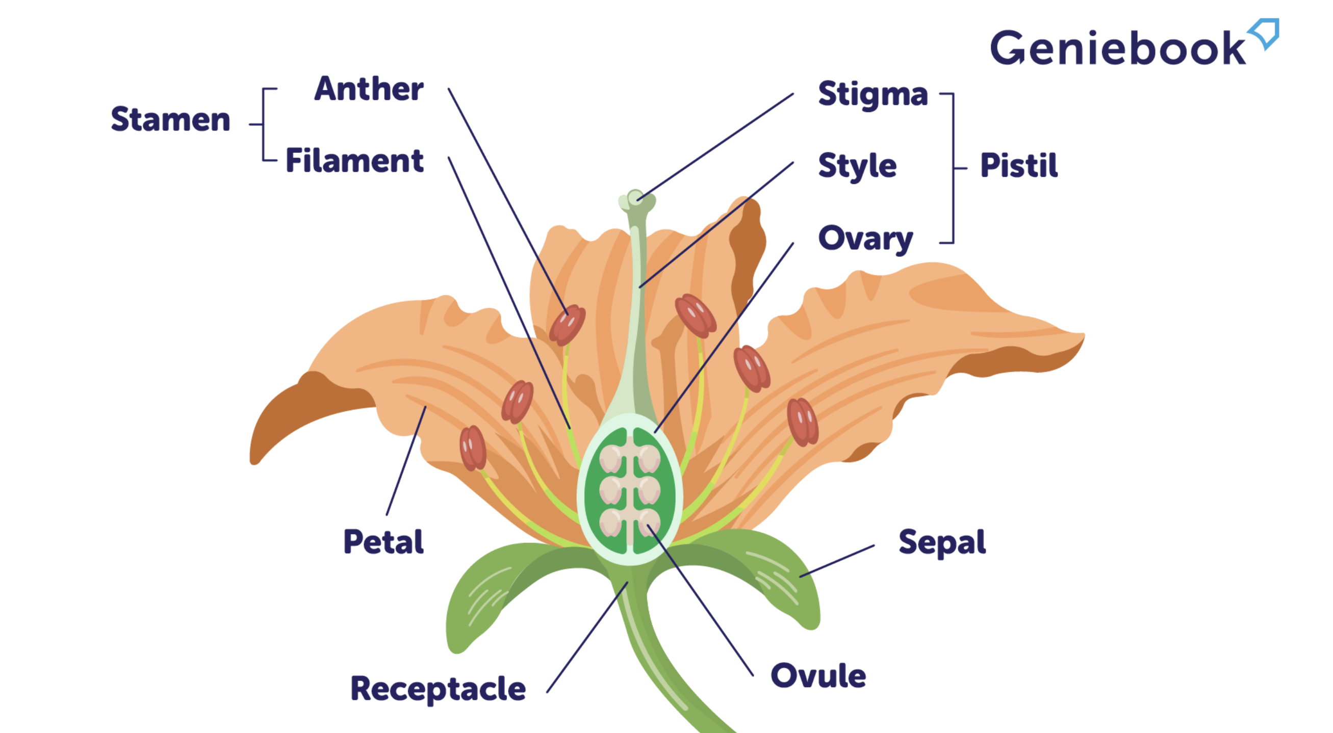 Reproductive System of a Flower